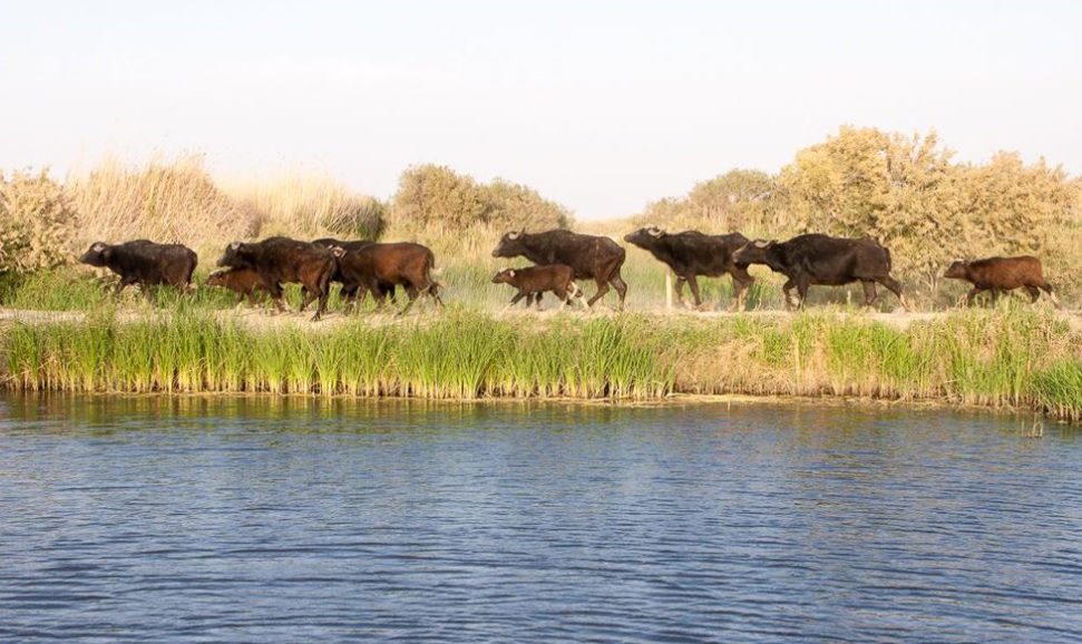 Azraq Wetland Reserve